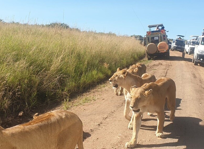 Picture 3 for Activity 3 Days Maasai Mara Trip