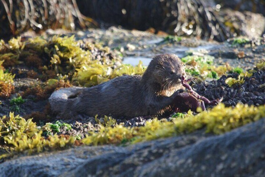 Private Garden Tour in Central Coast of Chile with Lunch included