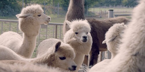 Mödling/Wenen: Natuurwandeling met gids en alpaca's en lama's