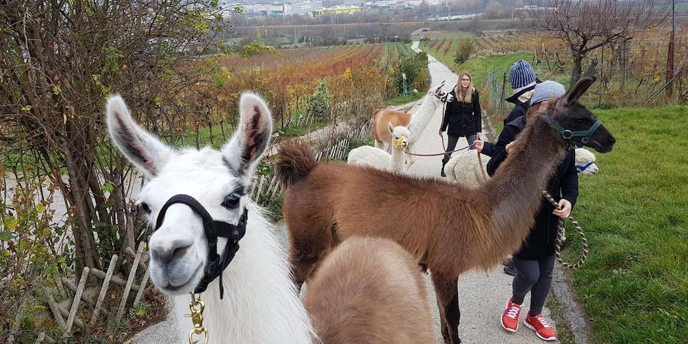 Picture 2 for Activity Mödling Vienna: Scenic Guided Hike with Alpacas and Llamas