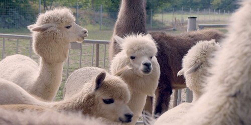 Mödling : Randonnée panoramique guidée avec des alpagas et des lamas