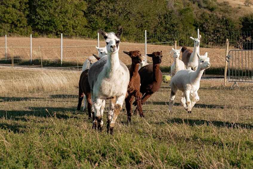 Picture 6 for Activity Mödling: Scenic Guided Hike with Alpacas and Llamas