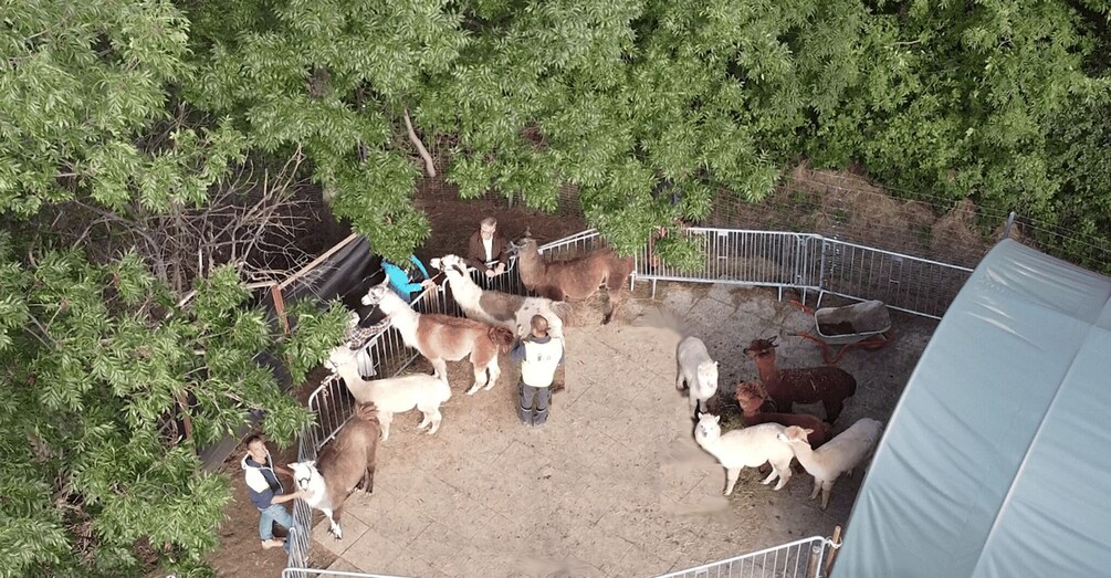 Picture 8 for Activity Mödling/Vienna: Scenic Guided Hike with Alpacas and Llamas