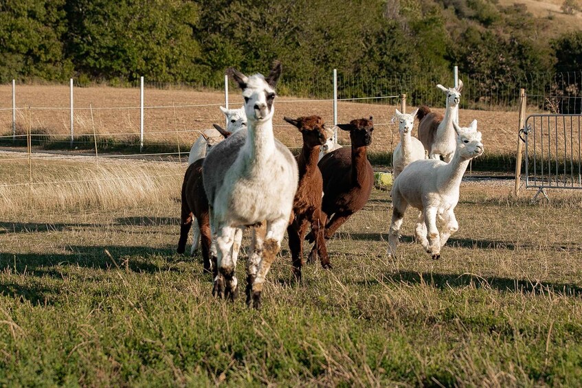 Picture 6 for Activity Mödling/Vienna: Scenic Guided Hike with Alpacas and Llamas