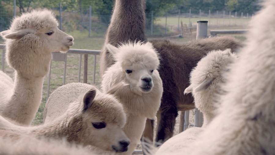 Mödling/Vienna: Scenic Guided Hike with Alpacas and Llamas