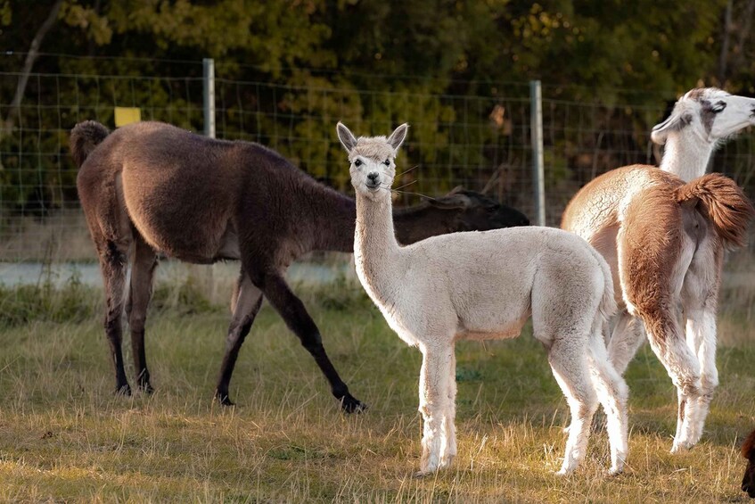 Picture 3 for Activity Mödling/Vienna: Scenic Guided Hike with Alpacas and Llamas