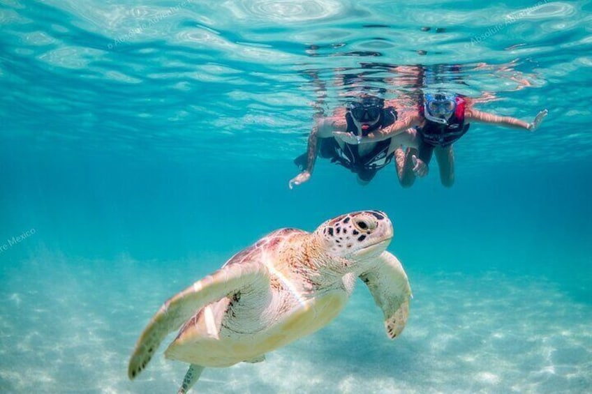 Swim with turtles