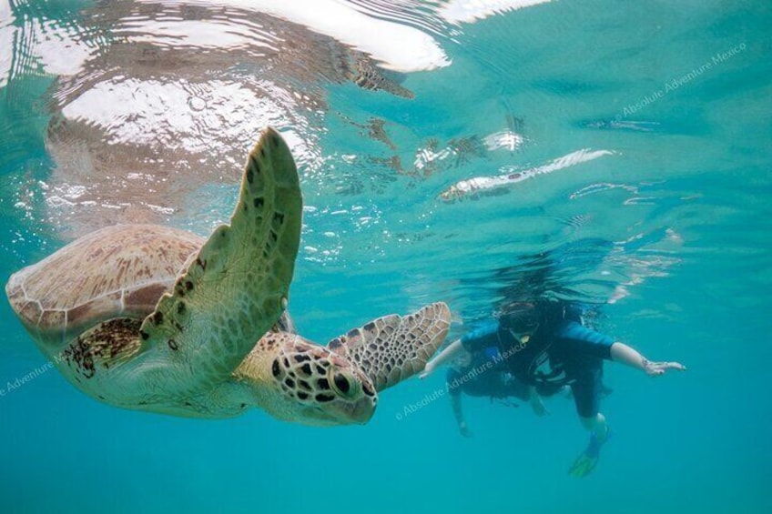 Swim with turtles