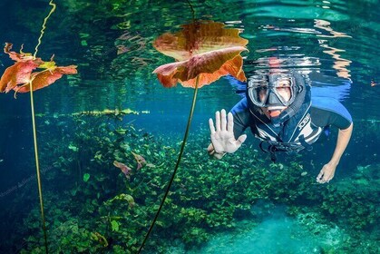 Private Turtles & Cenote Snorkelling in Tulum