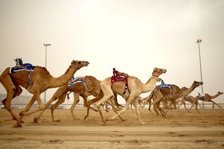 West Coast Tour in Zekreet Peninsula from Qatar 