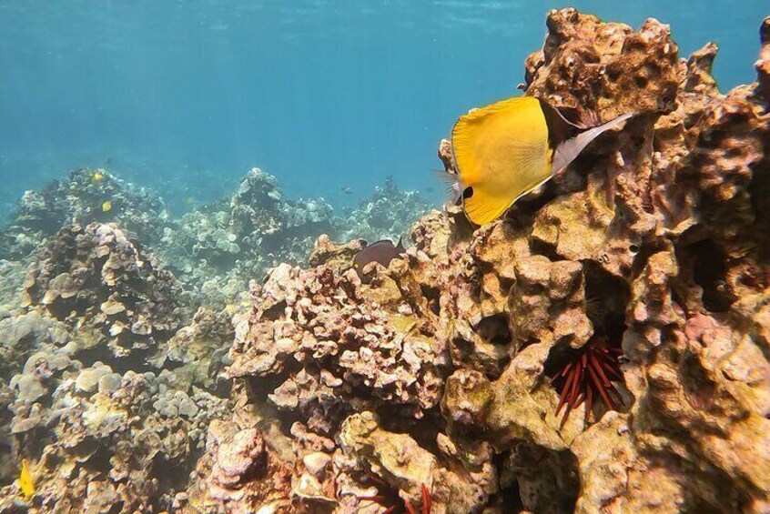 Guided Captain Cook Snorkel from Kailua-Kona to Kealakekua Bay