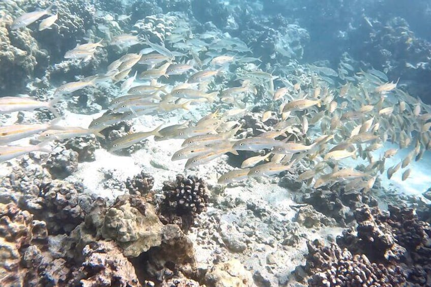 Guided Captain Cook Snorkel from Kailua-Kona to Kealakekua Bay