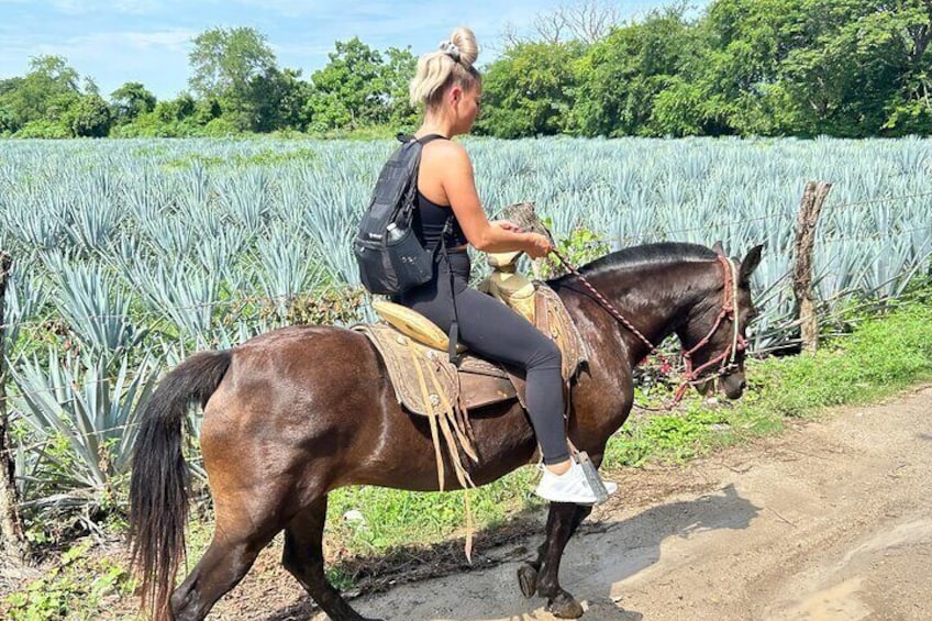 though the tequila agave plants