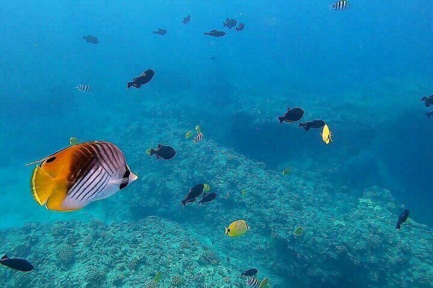 Guided coral reef snorkel