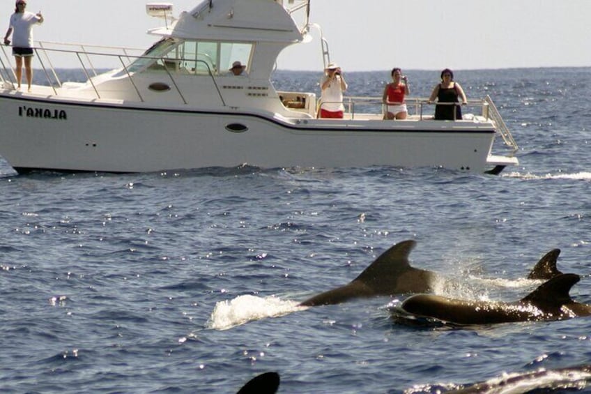 Cruising with short-finned pilot whales