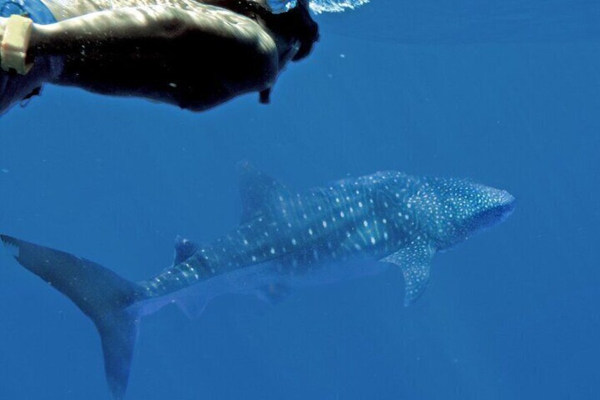 Swimming with whale sharks