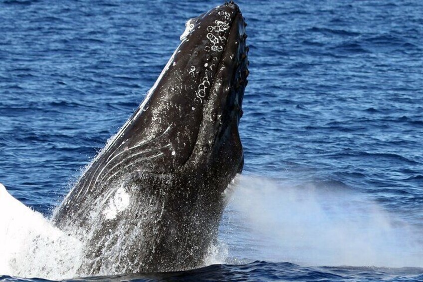 Humpback whale season Dec-April