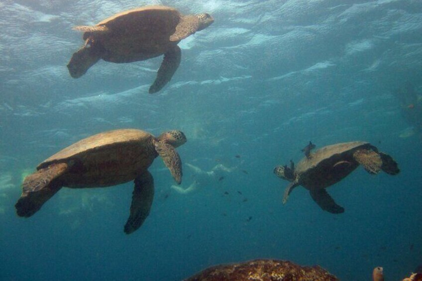 Guided reef snorkel w/ giant sea turtles @ cleaning station