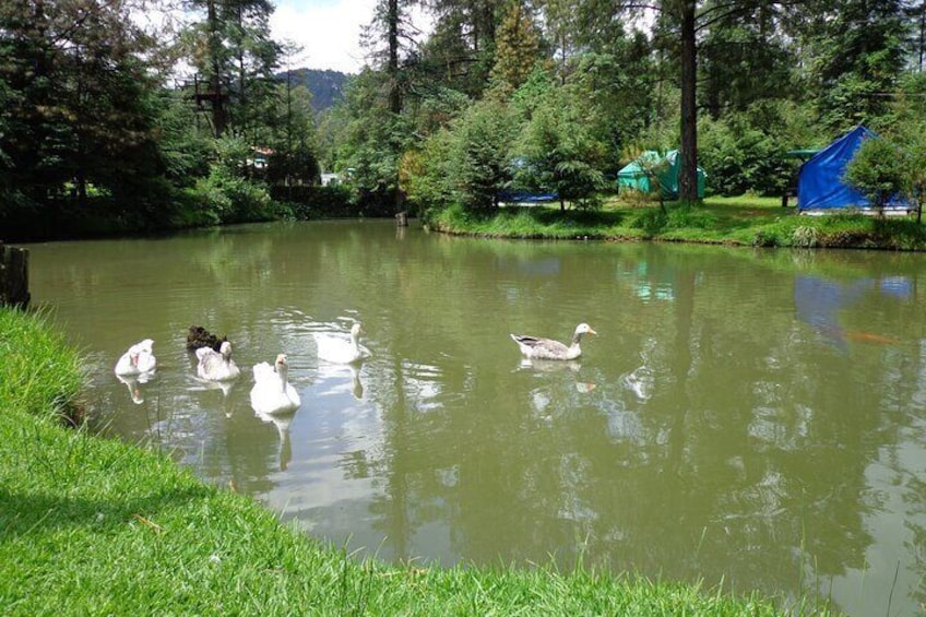 Water ponds