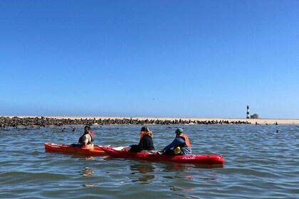 Seal Kayaking at Pelican Point from Swakopmund