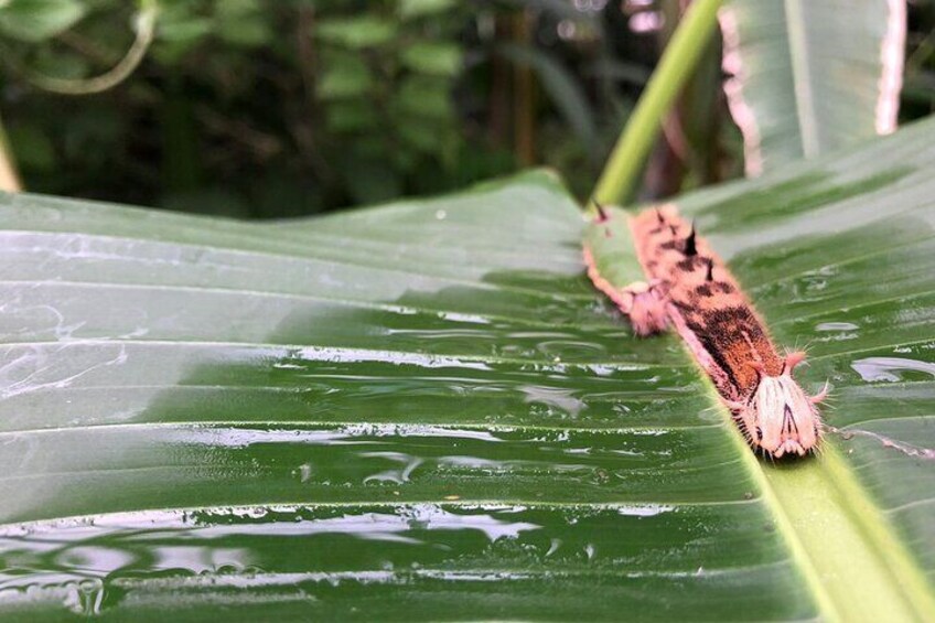 Private Tour to Playa Mismaloya with Entrance to the Butterfly Garden