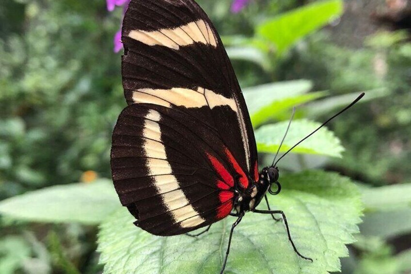 Private Tour to Playa Mismaloya with Entrance to the Butterfly Garden