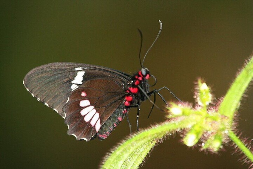 tour to the morpho butterfly garden and afternoon at Misaloya beach