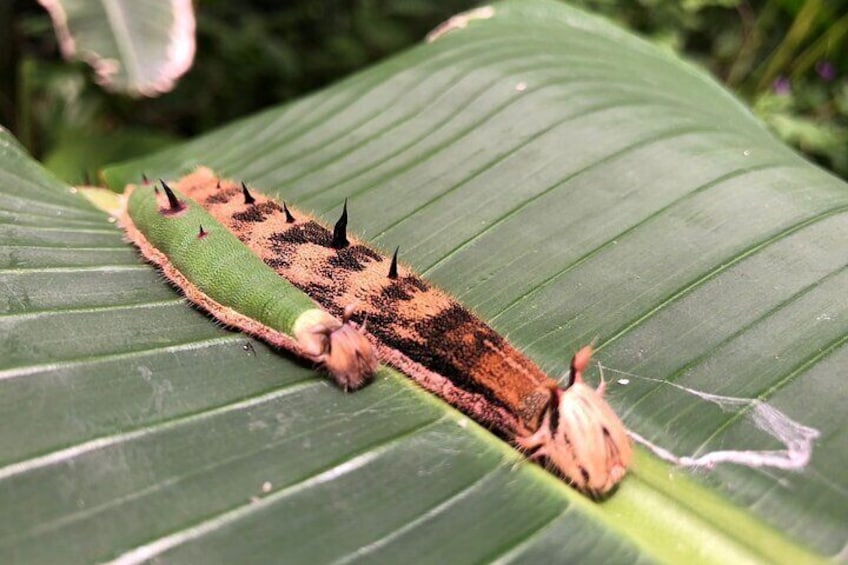 Private Tour to Playa Mismaloya with Entrance to the Butterfly Garden