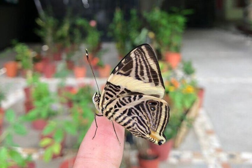 Private Tour to Playa Mismaloya with Entrance to the Butterfly Garden