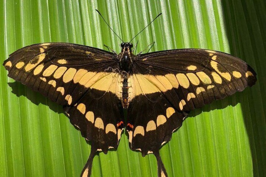 Private Tour to Playa Mismaloya with Entrance to the Butterfly Garden