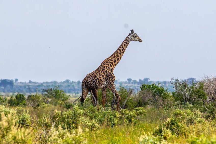 Private Tsavo East Day Safari from Mombasa and Diani