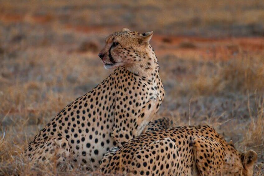 Private Tsavo East Day Safari from Mombasa and Diani