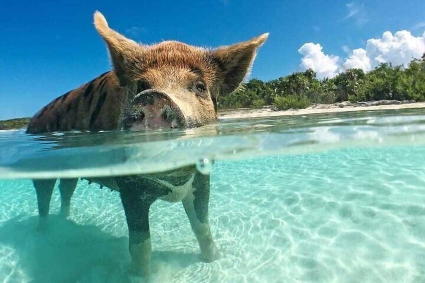 Half-Day Inter-island tour in Bahamas
