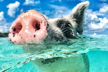 Tour de 3 Islas, Nado con Cerdos, Tortugas, Snorkel y almuerzo