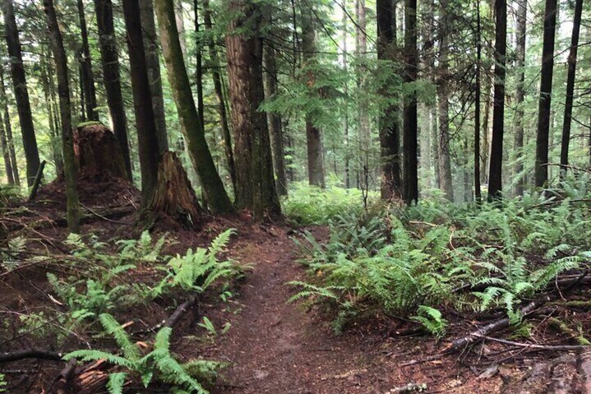 Private Adventure Mountain Biking in Seattle's Eastside