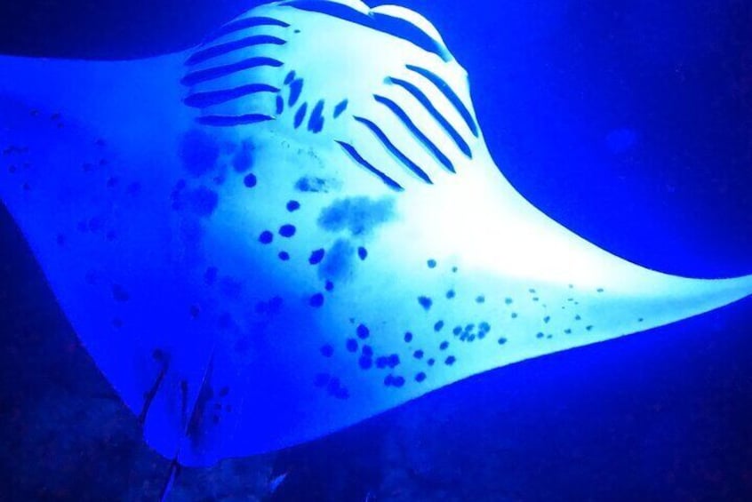 Manta Ray Night Snorkeling Adventure in Kailua-Kona