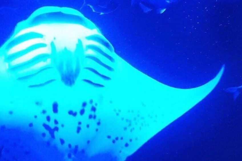 Manta Ray Night Snorkeling Adventure in Kailua-Kona