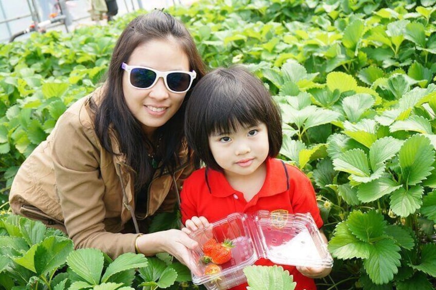 Full Day Private Tour in Nami Island 