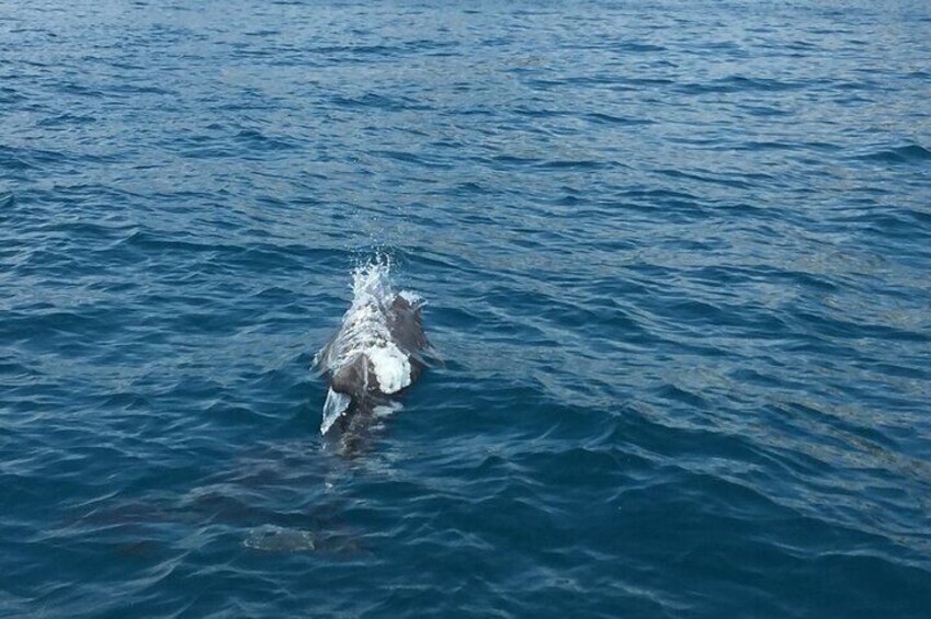 Dolphin off the coast of Portovenere