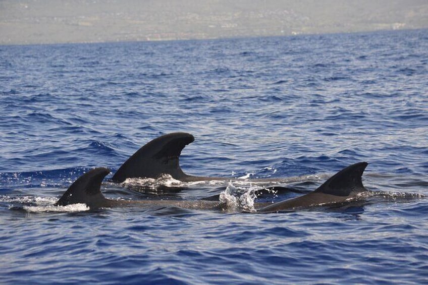 Short-finned Pilot Whales 