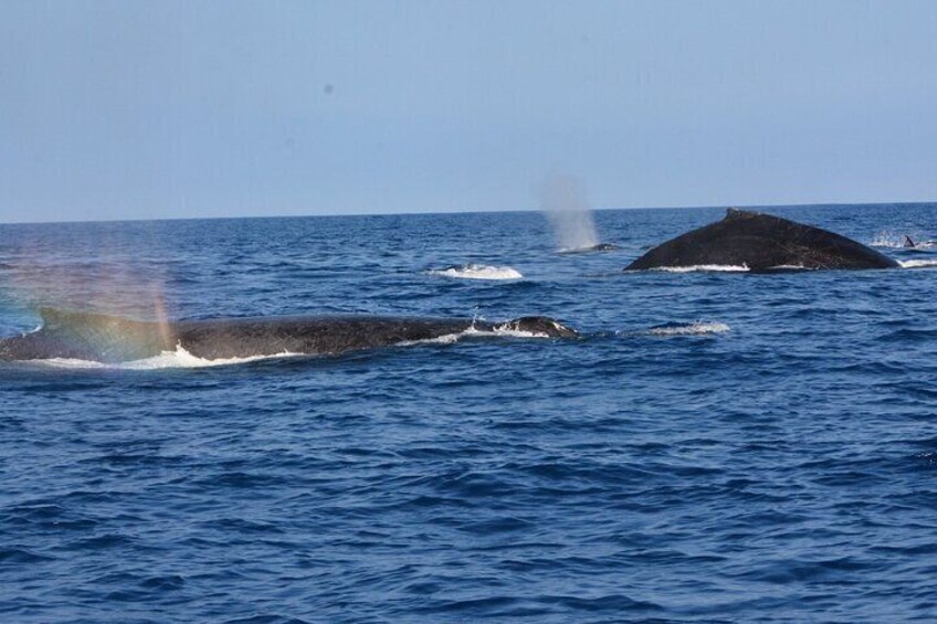 Seasonal Humpback whales (Dec-Apr)