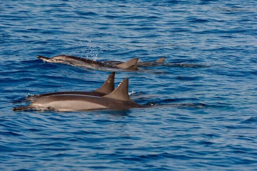 Hawaiian Spinner Dolphins 
