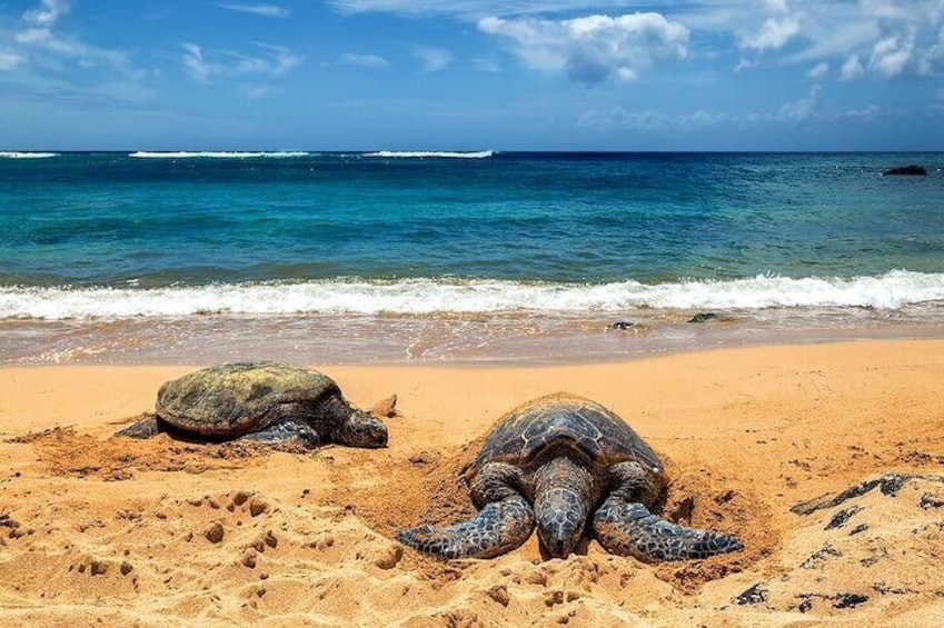 Full-Day Tour in North Shore from Oahu 