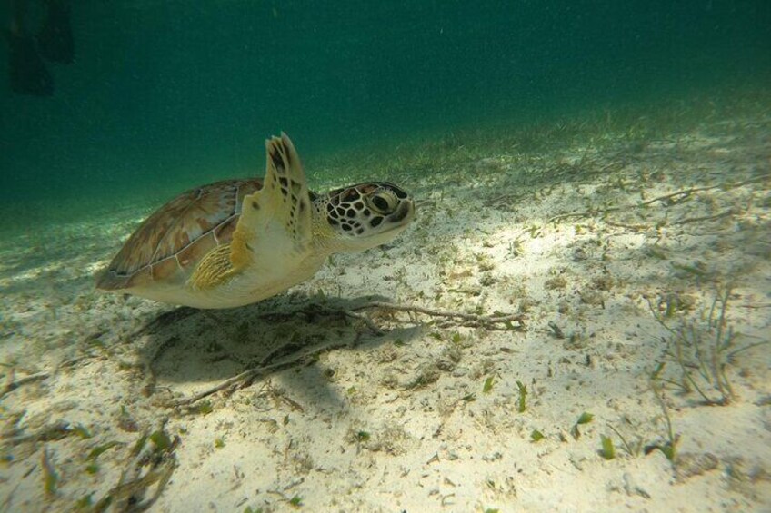 Costa maya ,snorkeling tours with turtles and reef