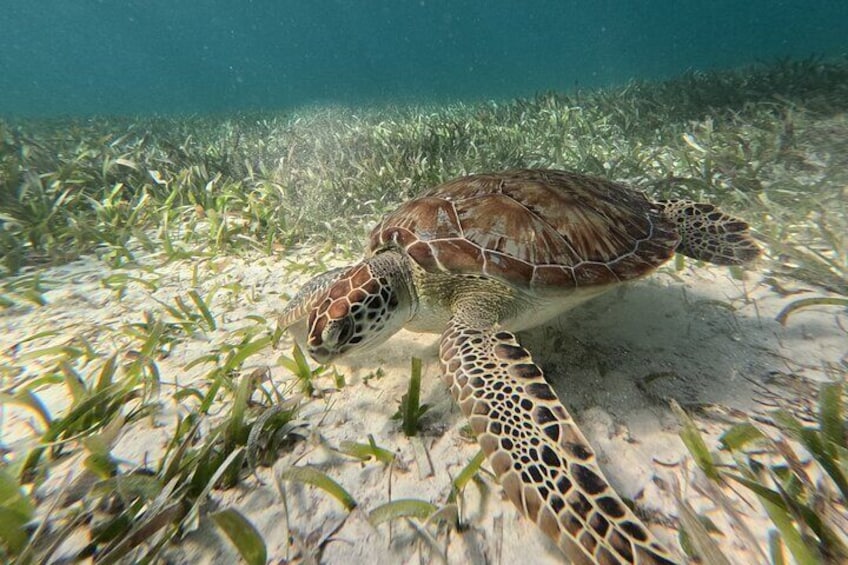 Costa maya ,snorkeling tours with turtles and reef