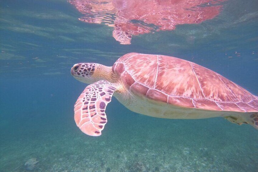 Costa Maya Snorkel Tour in Mahahual