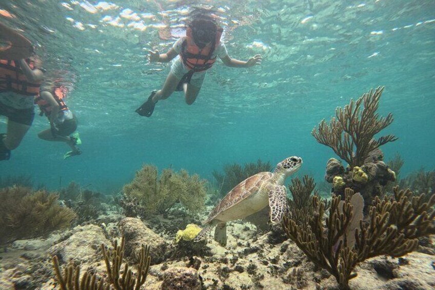 Costa maya ,snorkeling tours with turtles and reef