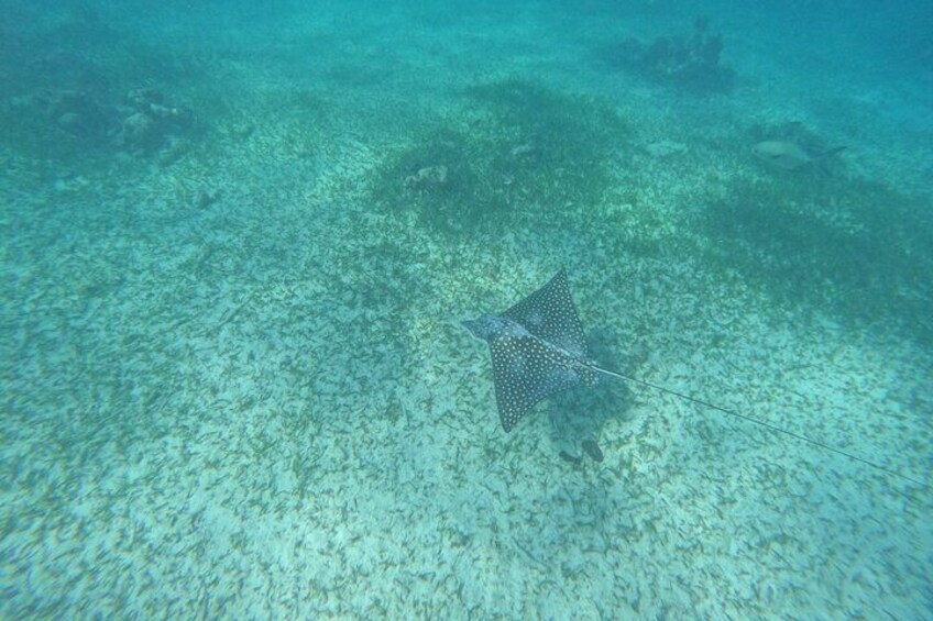 Costa maya ,snorkeling tours on reefs, with fish and sea turtles