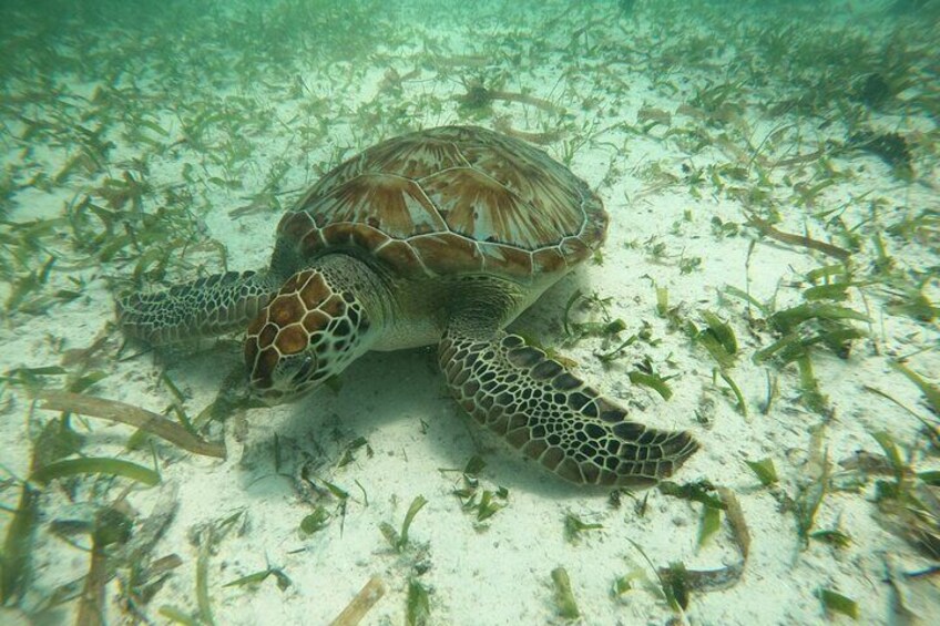 Costa Maya Snorkel Tour in Mahahual