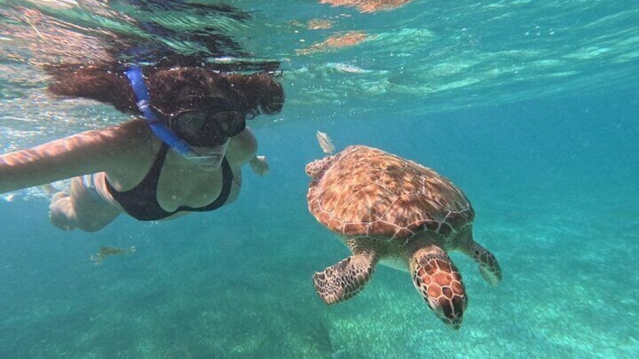 Costa maya ,snorkeling tours on reefs, with fish and sea turtles